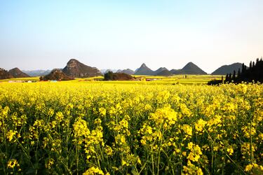 Los 10 campos de flores m¨¢s espectaculares del mundo