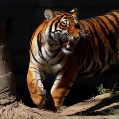 Los tigres no son felinos