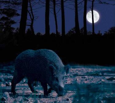 Mi soledad, mi jabalí “el tuerto” y yo