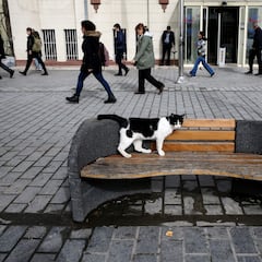 The Californian city with more cats than people and the reasons behind it