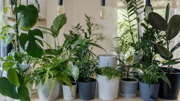 ¿Por qué no es bueno poner las plantas debajo del aire acondicionado en verano?