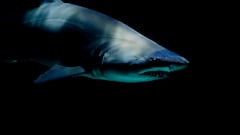 ¿Qué especies de tiburones hay en las costas españolas y en qué playas hay más opciones de encontrarse uno?
