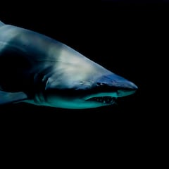 ¿Qué especies de tiburones hay en las costas españolas y en qué playas hay más opciones de encontrarse uno?
