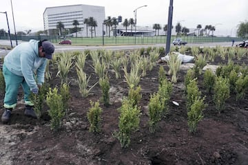 Trabajadores municipales colocan arbustos para decorar la avenida anexa al lugar del enlace entre Leo Messi y Antonella Roccuzzo.