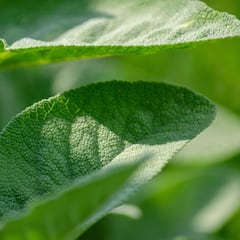 Seguro que tienes esta planta en casa y no conoces su poder: reduce el estrés y ayuda a la memoria
