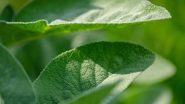 Seguro que tienes esta planta en casa y no conoces su poder: reduce el estrés y ayuda a la memoria