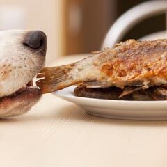 Los alimentos de humanos que los perros no deben comer