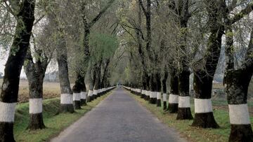 Cuáles son los motivos por los que en Chile pintan de blanco los troncos de los árboles