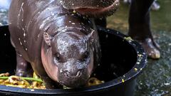 Are pygmy hippos like viral sensation Moo Deng dangerous?