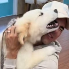 El cachorro de Golden Retriever que ha enamorado las redes por su reacción tras el primer día de guardería