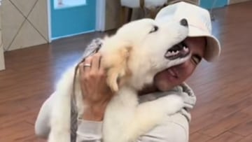 El cachorro de Golden Retriever que ha enamorado las redes por su reacción tras el primer día de guardería
