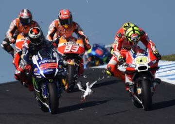 Una gaviota impacta contra el carenado de la Ducati de Iannone durante el GP de Australia.