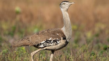 Un explorador hace una ruta y se encuentra con una de las aves más grandes del mundo