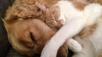 What your dog’s sleepy position means