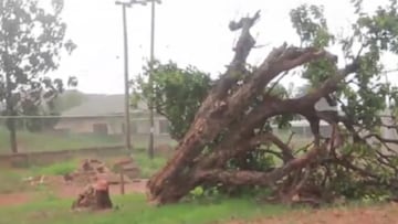 Talan un árbol de 300 años en Ghana