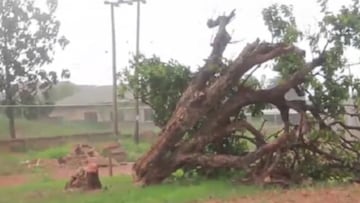 Talan un ¨¢rbol de 300 a?os en Ghana