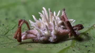 "The Last of Us" in real life: This is the fungus that is turning spiders into zombies