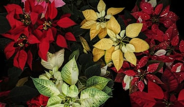 Así es nombrada la Flor de Nochebuena en México y países Latinos