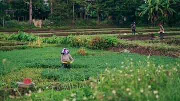 Ni España ni EEUU: este es el único país del mundo que podría vivir en la ‘autarquía’ alimentaria si no hubiese comercio mundial