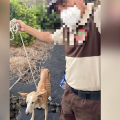 La intrahistoria de los perros: entrega de un único podenco en un giro rocambolesco