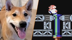 awesome games done quick 2024 perro shiba inu peanut butter gyromite nes