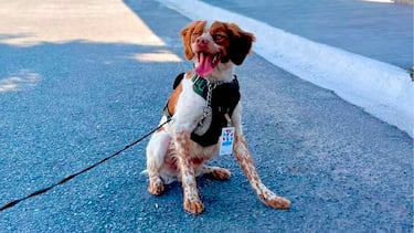 Así es el entrenamiento que ha recibido “manchas”, el primer perro detector de fugas de agua de México