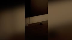 Indignación total: la cambiaron de habitación y se encontró otra rata en el Australian Open