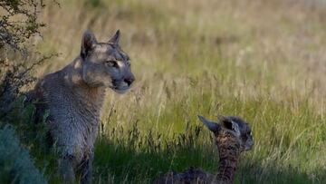 Sale a la luz la verdadera historia del puma que cruzó un río en Chile: una especialista entrega los detalles