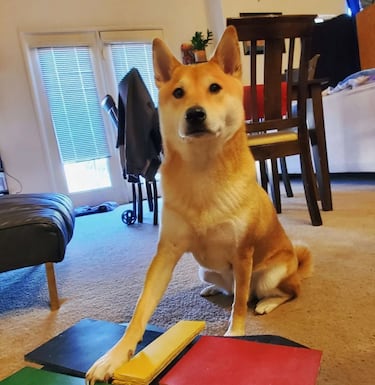 AGDQ 2024 Speedrunner Dog: The funny animal helped to complete NES’s Gyromite