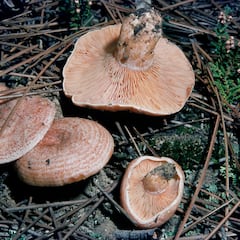 La advertencia de la Guardia Civil si vas a coger setas o níscalos: si haces esto pueden multarte con hasta 3.000 euros