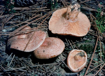 El níscalo crece en zonas de pinares y bosques mixtos de zonas templadas. Se encuentra principalmente en otoño. El sombrero, de color anaranjado con círculos concéntricos en tonos rojizos, tiene un diámetro de entre 4 y 16 centímetros. El pie es corto y algo ahuecado, del mismo color anaranjado. De carne firme tiene un olor dulce y el sabor varía en función del tipo de terreno. Es una seta muy apreciada en gastronomía. 