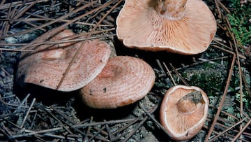 El níscalo crece en zonas de pinares y bosques mixtos de zonas templadas. Se encuentra principalmente en otoño. El sombrero, de color anaranjado con círculos concéntricos en tonos rojizos, tiene un diámetro de entre 4 y 16 centímetros. El pie es corto y algo ahuecado, del mismo color anaranjado. De carne firme tiene un olor dulce y el sabor varía en función del tipo de terreno. Es una seta muy apreciada en gastronomía.