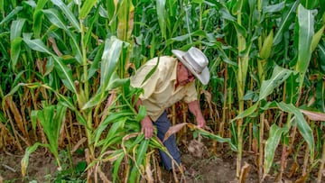 EdoMex es uno de los principales productores agrícolas en México 