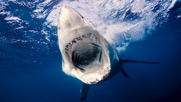 Underwater view of Great White Shark (Carcharodon Carcharias), North Neptune Island, South Australia