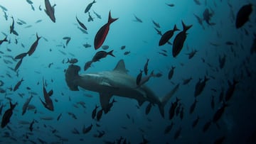 Sharks play a vital role in the marine ecosystem. Despite media hype, chances of getting attacked by them are very low. Here’s what to do if you see one.