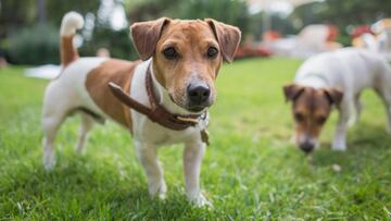 Jack Russell terrier