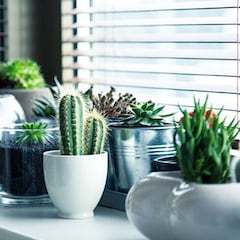 ¿Por qué no es bueno poner las plantas debajo del aire acondicionado en verano?