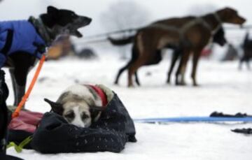 Bonitas imágenes de una de las carreras de trineos con perros más largas del continente. Cada año llegan a la aldea checa de Destne corredores de todas partes de Europa.