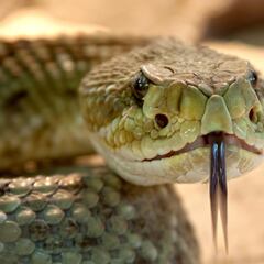 Muere un niño de seis años tras morderle una serpiente de cascabel