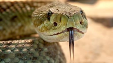 Serpiente de cascabel