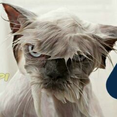 Pumas queda eliminado y los memes no paran de reír