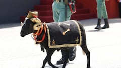 Adiós a la cabra de la Legión: así es ‘Baraka’, el borrego que desfilará en la Fiesta Nacional el 12 de octubre