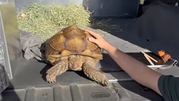 La tercera tortuga más grande del mundo busca hogar