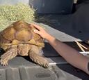 La tercera tortuga más grande del mundo busca hogar