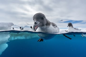 Categor¨ªa: Aves en el medio ambiente. GANADOR DEL PREMIO DE BRONCE.
La imagen muestra un grupo de petreles damero en el agua aliment¨¢ndose. El fot¨®grafo utiliz¨® un equipo submarino
y tom¨® una foto de la superficie del mar dividida, una perspectiva de ambos mundos en una sola toma.