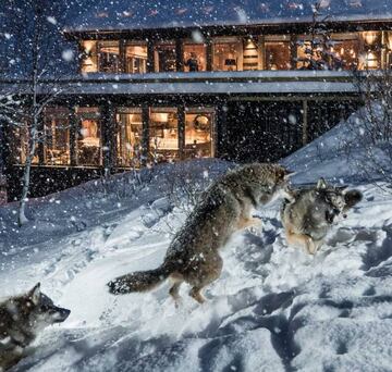 Noche en el Wolf Lodge