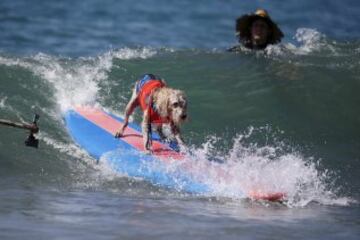 Surf Dog Contest en California.