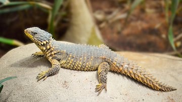 Aparece el lagarto armadillo angoleño, desaparecido hace más de 100 años