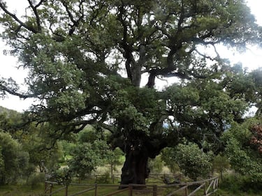 Con más de cuatro siglos de vida y un perímetro cercano a siete metros, este alcornoque monumental se alza en el Valle del Ambroz como símbolo de la dehesa extremeña. Está protegido como Árbol Singular y forma parte del L.I.C. (Lugar de Importancia Comunitaria) de Granadilla.