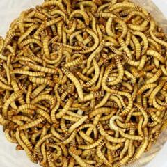 La autoridad alimentaria europea avala el consumo del gusano de la harina